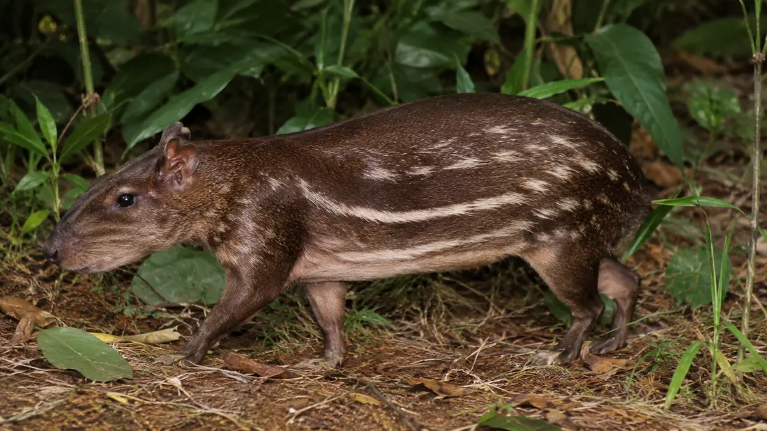 A guanta animal with rounded body shape and white oval spots.